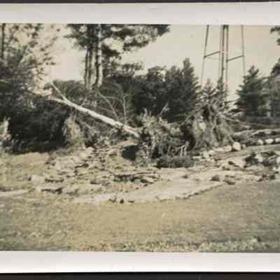 Fallen Tree