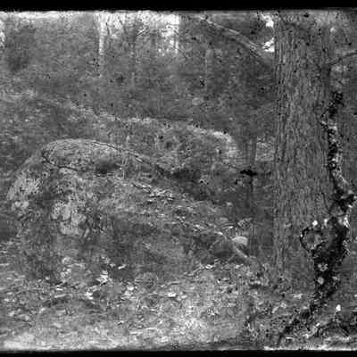 Boulder and Tree