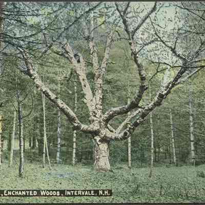Wizard Tree, Enchanted Woods, Intervale N.H.