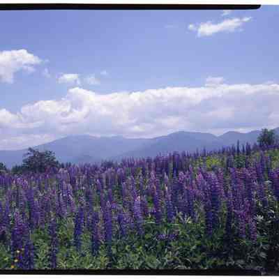 Lupine Sugar Hill, NH