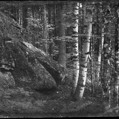 Boulder and Trees