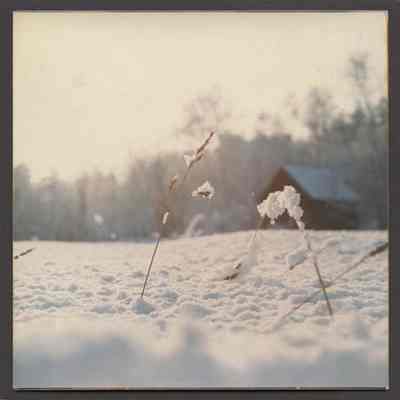 Snowy Field