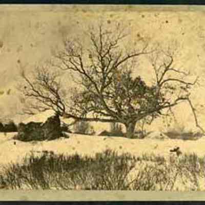 Large Tree in Snow