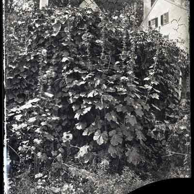 Flowers and Bushes