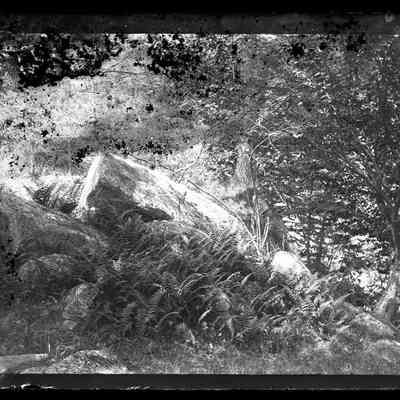 Two Rocks and a Tree