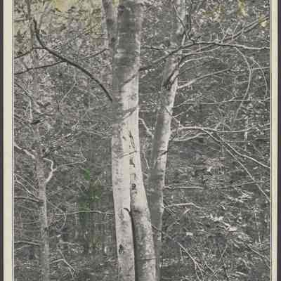 Beech trunks
