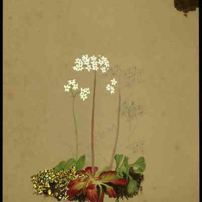 Unfinished Painting of Flowers