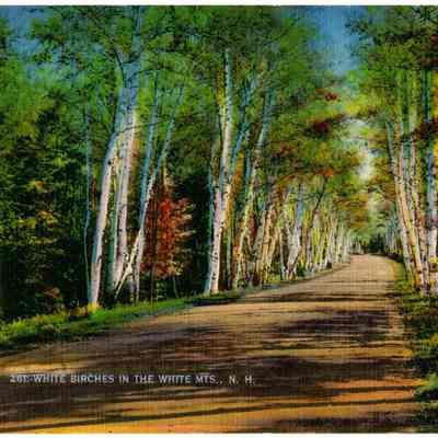 261: WHITE BIRCHES IN THE WHITE MTS., N. H.