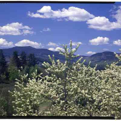 Moat Mt. & Wild Cherry, Intervale, NH