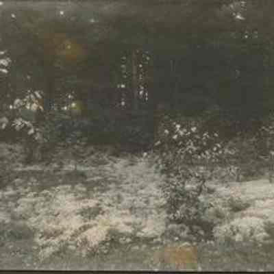 Wooded Area- Unidentified Location