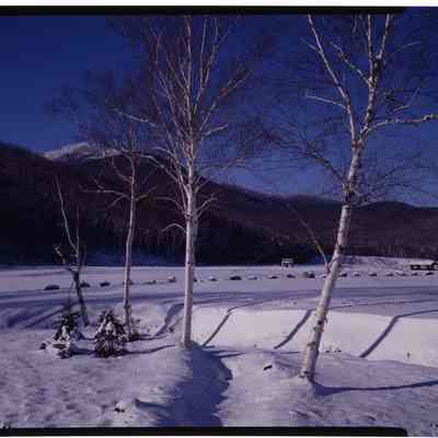 Birches, Pinkham Notch, NH