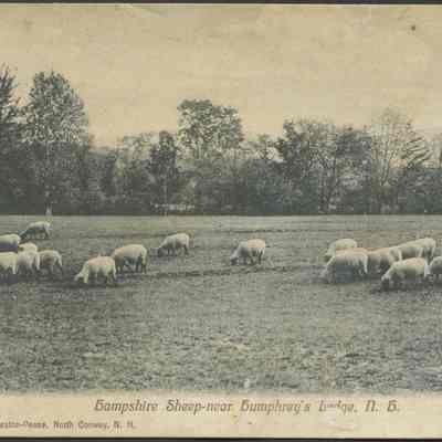 Hampshire Sheep- near Humphrey's Ledge, N.H.