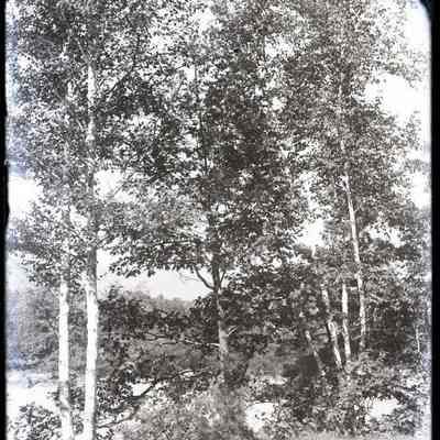 Birch Trees