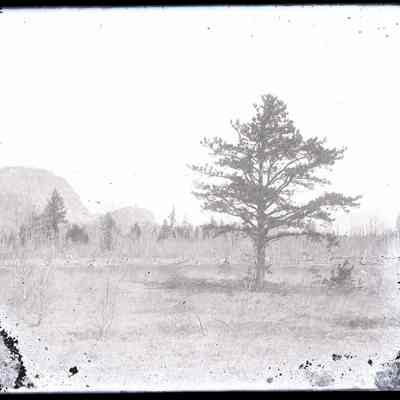Pine Tree