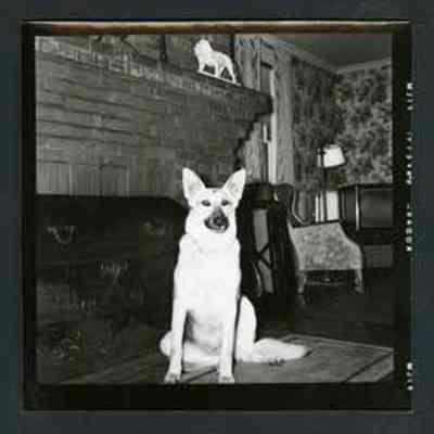 Portrait of a Dog