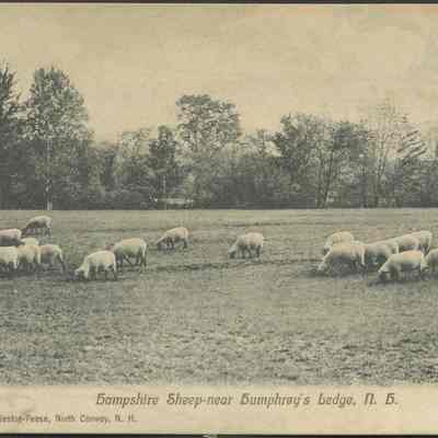 Hampshire Sheep- near Humphrey's Ledge, N.H.