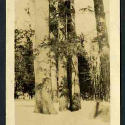 N. H. Primeval Pines