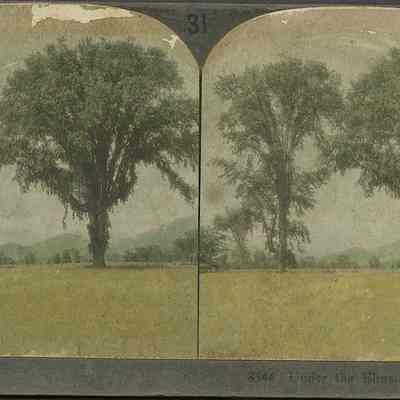 Under the Elms