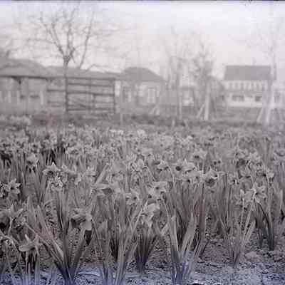 Daffodils