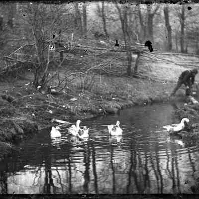 Ducks in Water