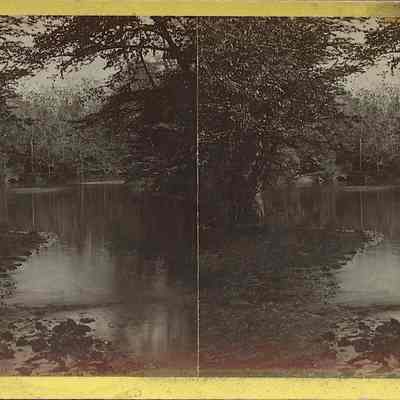 Lake Surrounded with Trees