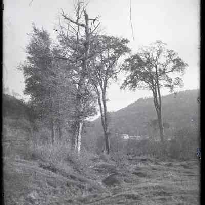 Dead Trees