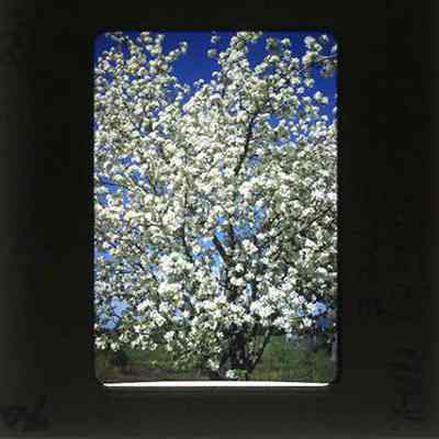 Cardigan Apple Tree