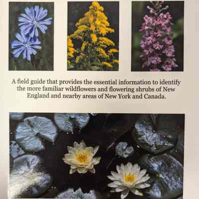 Wildflowers of New England