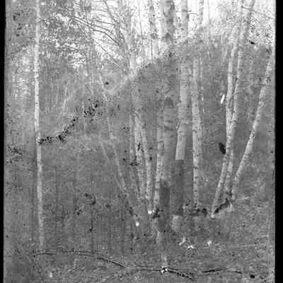 Birch Trees - 372
