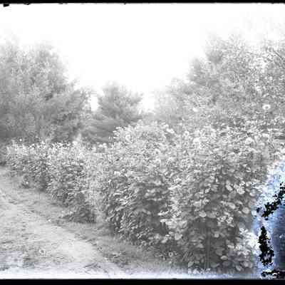 Flower Bushes