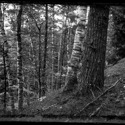 Trees
