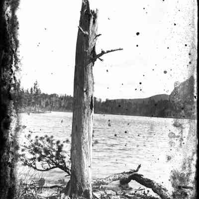 Dead Tree and Water