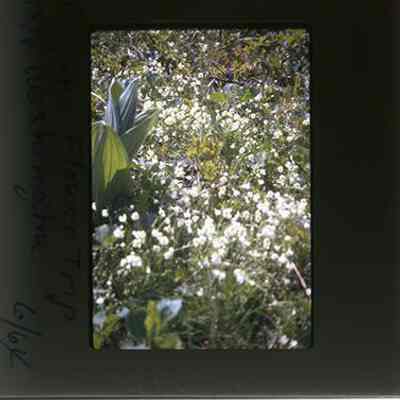 Alpine Flower Trip