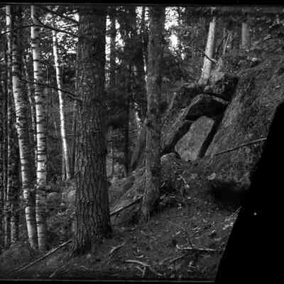 Trees and Boulder