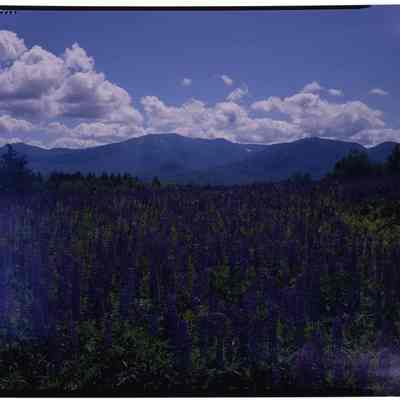 Lupines and Mountains