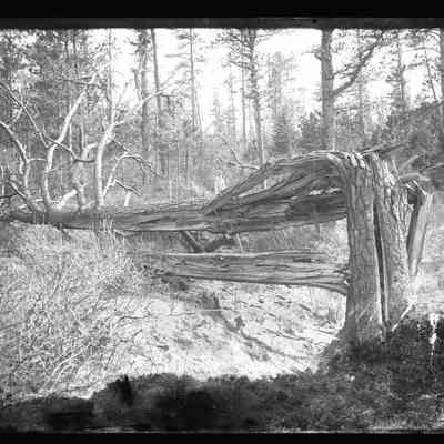 Fallen Tree - 293