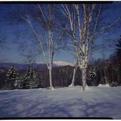 Mt. Washington and Birches, Jackson, NH