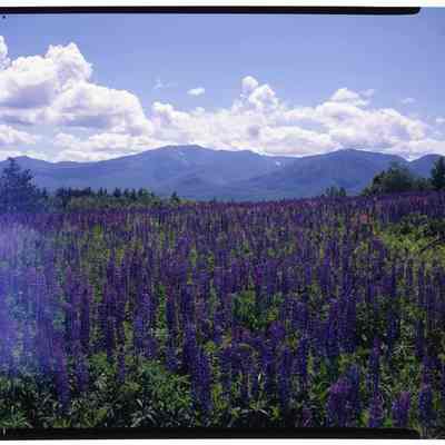 Lupines & Mt. Lafayette, Sugar HIll, NH