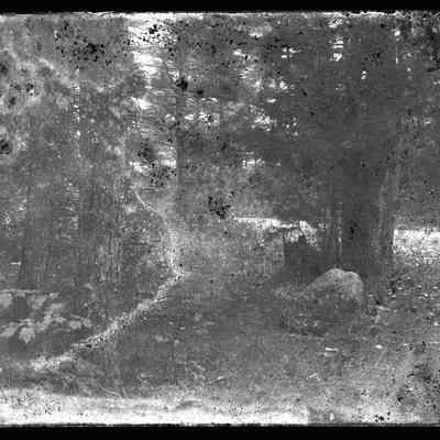 Road Through the Woods