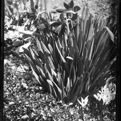 Daffodils and Crocuses