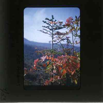 Mountain Ash - Mt. Adams