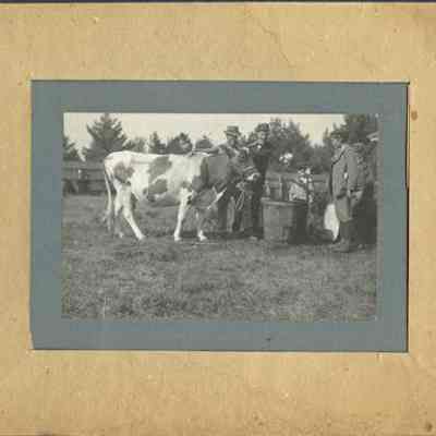 Cow exhibited at North Conway Grange Fair. Oct., 1900