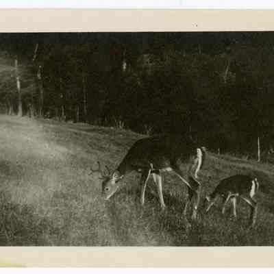 The Balsams Deer Park