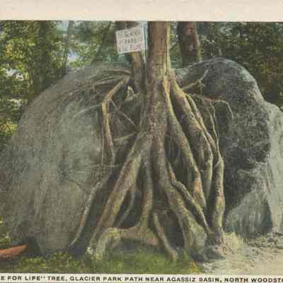 The 'struggle for life' Tree Glacier Park path near Agassiz Basin North Woodstock NH