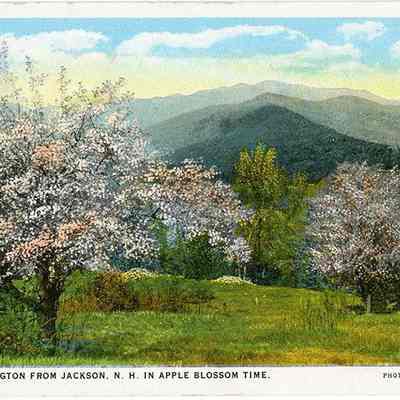 Mt. Washington from Jackson, N.H. in Apple Blossom Time