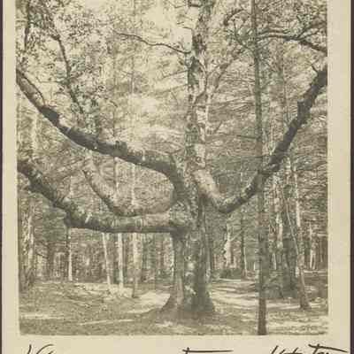Large Tree in Wooded Area