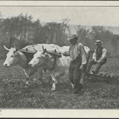 Farmers with Oxen