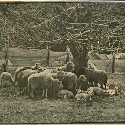 Sheep in the White Mountains