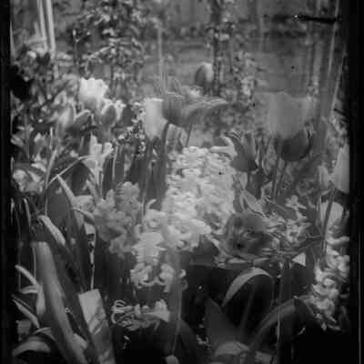 Tulips and Hyacinths