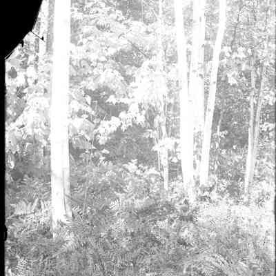 Birch and Maple Trees